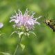 Monarda fistulosa