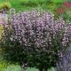 Penstemon x 'Dark Towers'