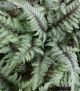 Japanese Painted Fern