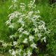 Pycnanthemum muticum 1 qt