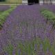Lavandula x 'Phenomenal' 1 qt