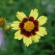 Coreopsis v 'Cosmic Eye' #2