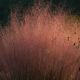 Muhlenbergia capillaris #2